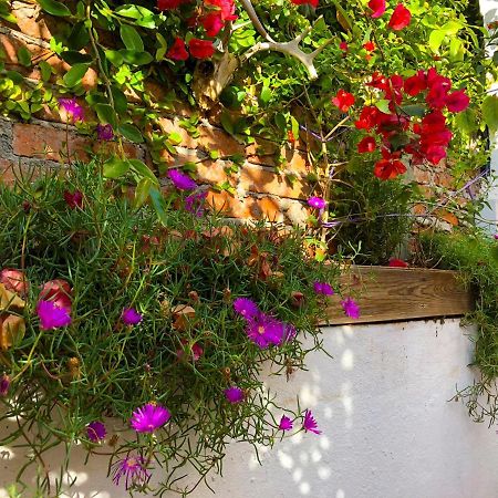Casa Chuparrosa Hostel Σαν Μιγκέλ ντε Αγιέντε Εξωτερικό φωτογραφία